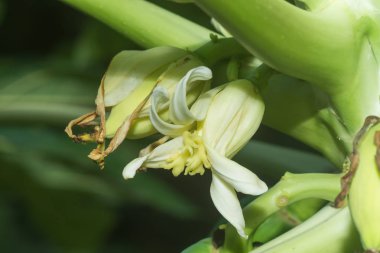 Papaya çiçek ağaç üzerinde.