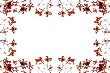 Tropikal badem ağacı Güz.