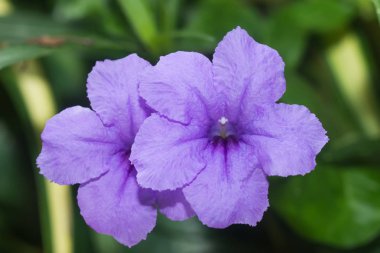 Mor çiçek çiçeklenme.