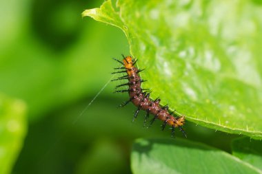 Turuncu ve siyah solucan yapraklarda.
