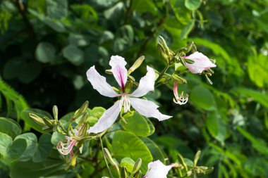 Beyaz çiçek kadar kapalı