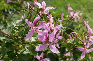 Pembe çiçek kadar kapalı.