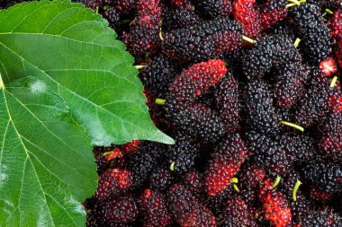 Siyah ve kırmızı dut arka plan.