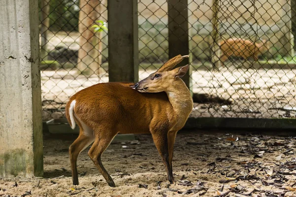 Štěkající jelen nebo Muntiacus muntjak v Wildlife Conservation. — Stock fotografie