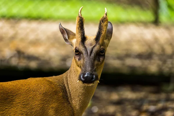 Štěkající jelen nebo Muntiacus muntjak v Wildlife Conservation. — Stock fotografie