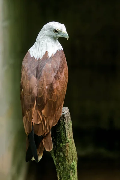 Close up van Brahmaanse wouw, Red-backed zee-eagle. — Stockfoto