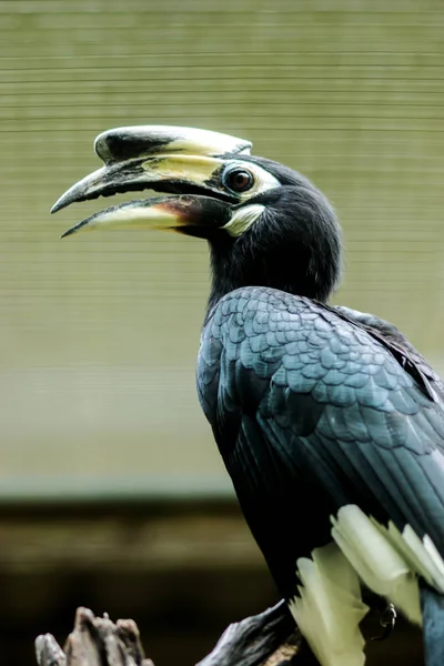 Orientaliska svartvit hornbill. — Stockfoto