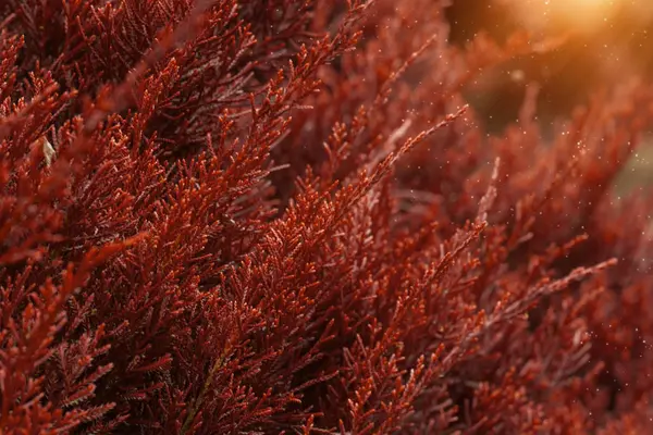 Chimese Arborvitae fenyő. — Stock Fotó