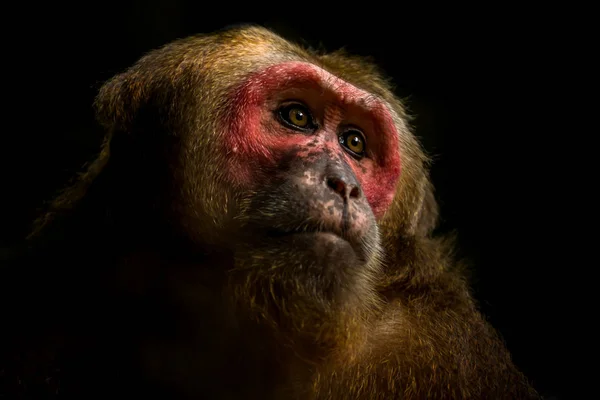 Close up van stomp-tailed makaak. — Stockfoto
