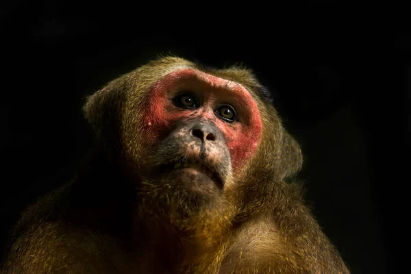 Primer plano del macaco de cola de muñón . — Foto de Stock