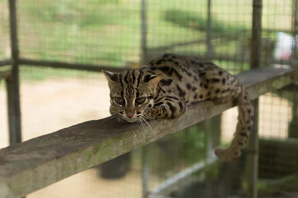 Gato-leopardo (Prionailurus bengalensis ). — Fotografia de Stock