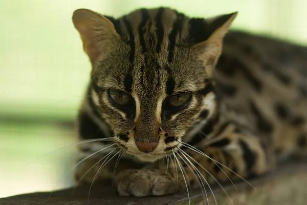 Leopard katt (Prionailurus bengalensis). — Stockfoto