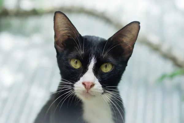 El gato negro con los pies blancos y la nariz miran — Foto de Stock