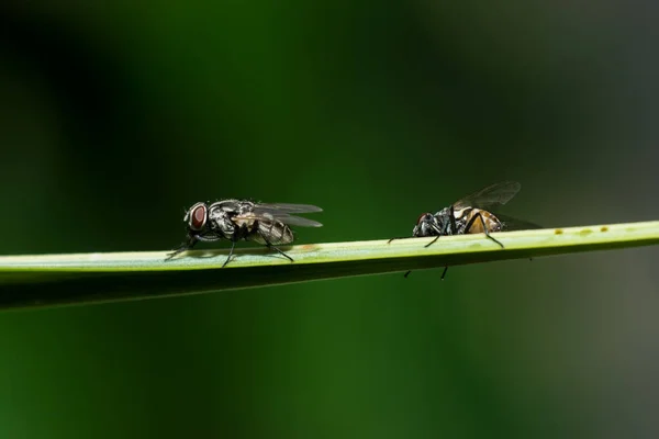 House closeup sinek. Bilimsel adı: sinek domestica Linnaeus — Stok fotoğraf