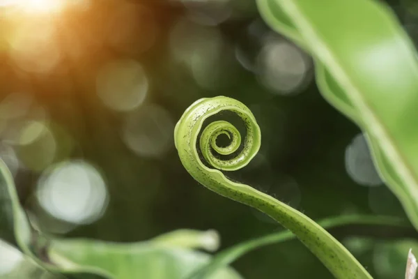 Soft leaves of the Bird's nest fern (Asplenium nidus) — Stock Photo, Image