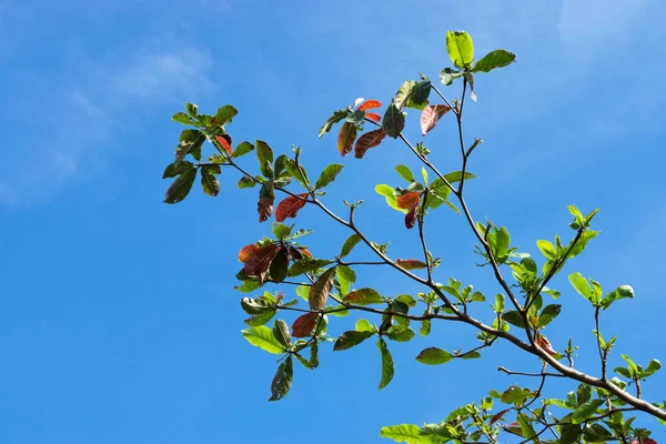 Tropical almond strom po podzimu a nové listy rostou — Stock fotografie