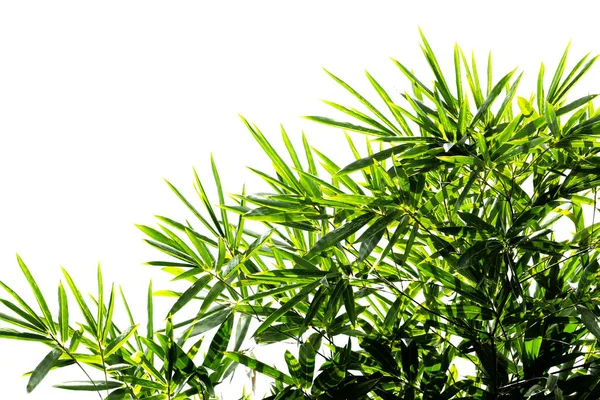Зеленые листья бамбука — стоковое фото