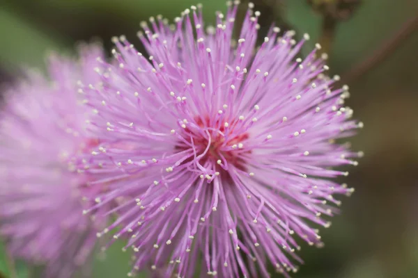 Primer plano de la planta sensible o planta de mimosa pudica . — Foto de Stock