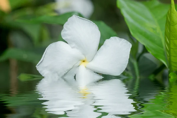 White Gardenia flower or Cape Jasmine.