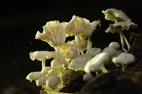 En grupp av giftig svamp i skogen. — Stockfoto