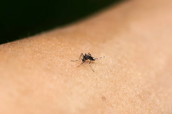 Detailní záběr komára sajícího krev. — Stock fotografie