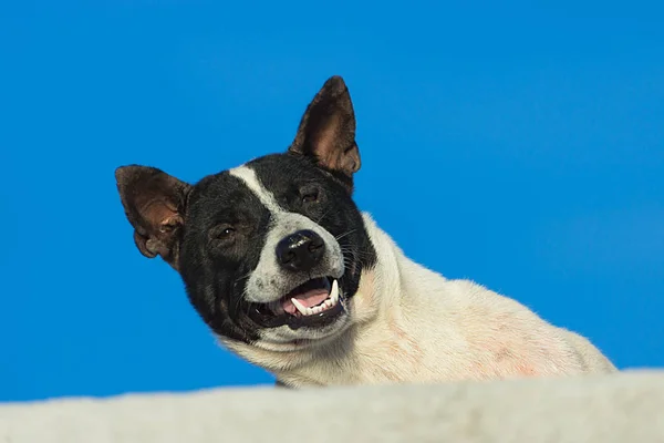 Hundar leende — Stockfoto