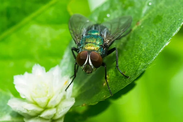 Closeup of House fly. — Stok Foto