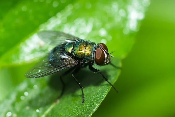 Fechar da mosca da casa . — Fotografia de Stock