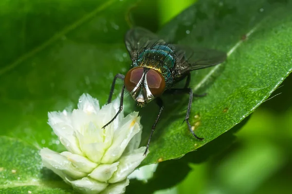 Closeup of House fly. — Stock Photo, Image