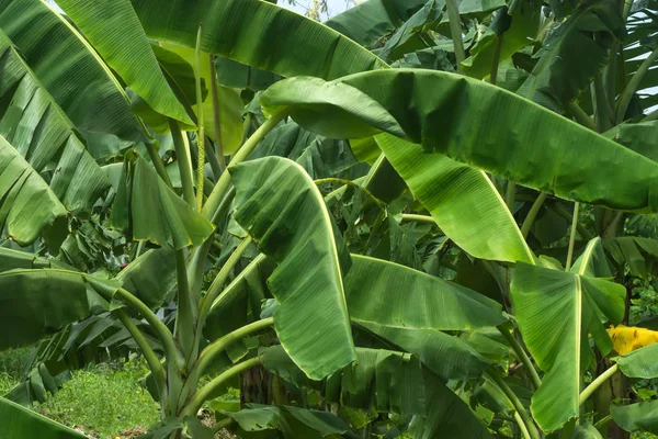 Bananenbäume im Wald — Stockfoto