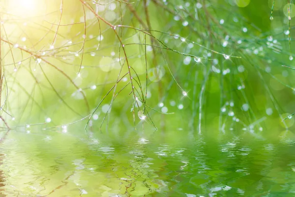 Gocce d'acqua al pino nella stagione delle piogge . — Foto Stock