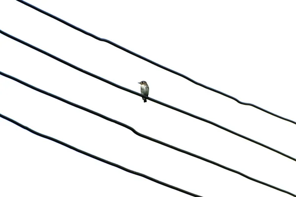 Sparrows on power lines — Stock Photo, Image