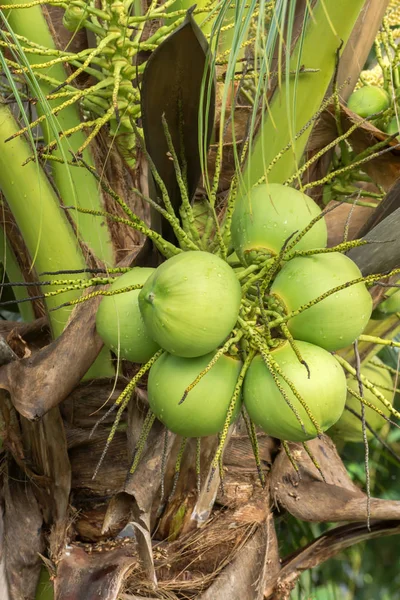 Vert frais de noix de coco sur arbre avec goutte d'eau . — Photo