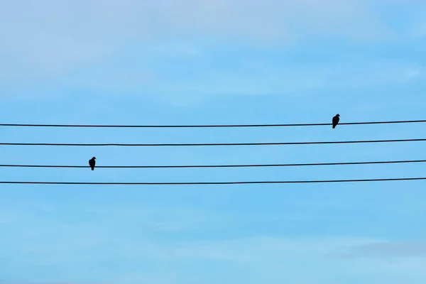 Silhouettes two barrec ground dove on power lines. — Stock Photo, Image