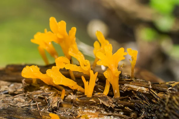 Närbild av gruppen av gul svamp — Stockfoto