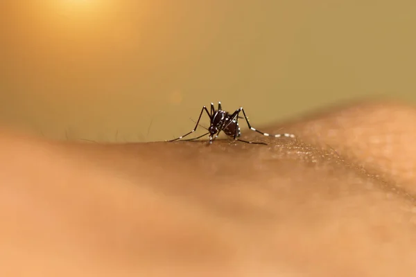 Primer plano de un mosquito chupando sangre. —  Fotos de Stock