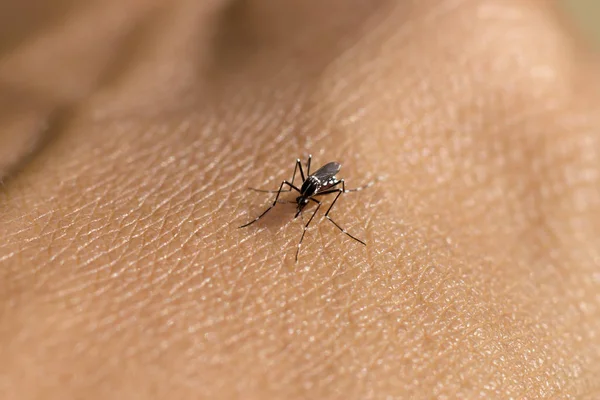 Primer plano de un mosquito chupando sangre. — Foto de Stock