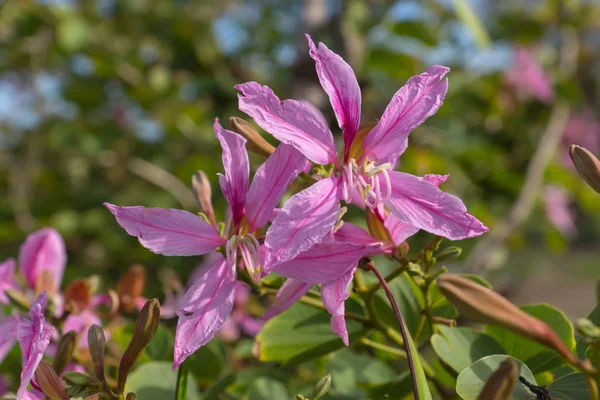 Fermé Fleur rose — Photo