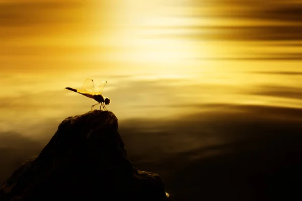 Close up a dragonfly on the rock. — Stock Photo, Image