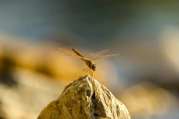 Cerca de una libélula en la roca . — Foto de Stock
