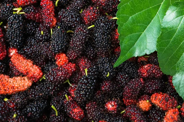 Black and red mulberry background. — Stock Photo, Image