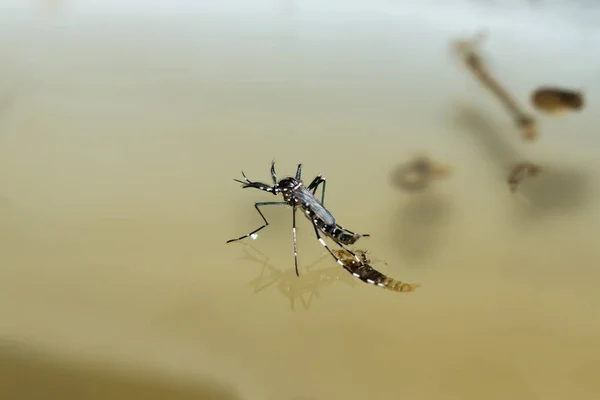 水に蚊のマクロ — ストック写真