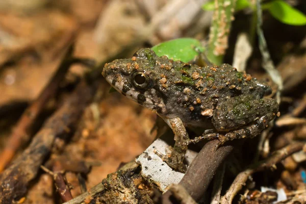 Un bébé crapaud est assis sur le sol . — Photo