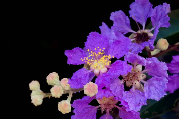 女王のサルスベリの花のクローズ アップ. — ストック写真
