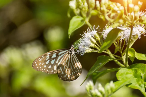 Blå glasartade tiger fjäril på vit blomma. — Stockfoto