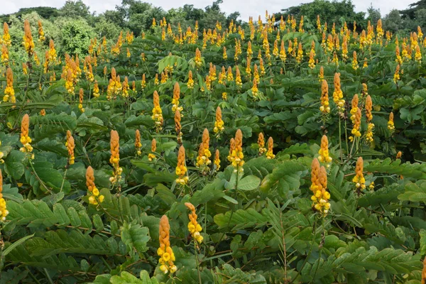 Mantar hastalığı Bush çiçek. — Stok fotoğraf