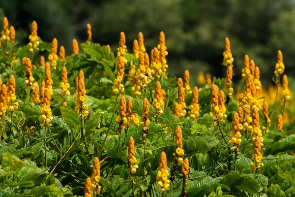 Pásový opar Bush Flower. — Stock fotografie