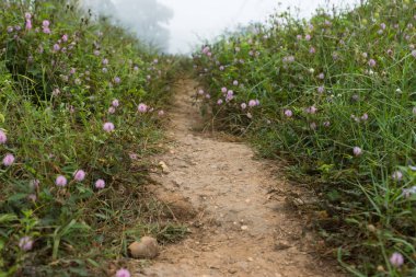 Duyarlı bitki veya mimosa pudica bitki