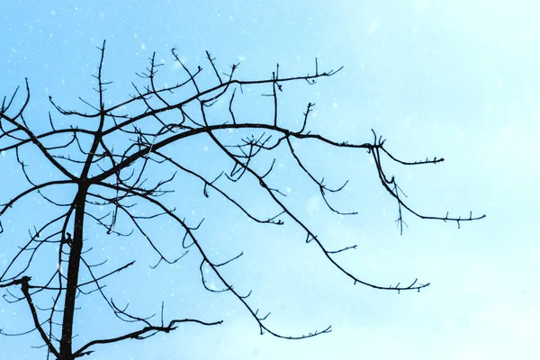 Чёрная ветка зимой . — стоковое фото