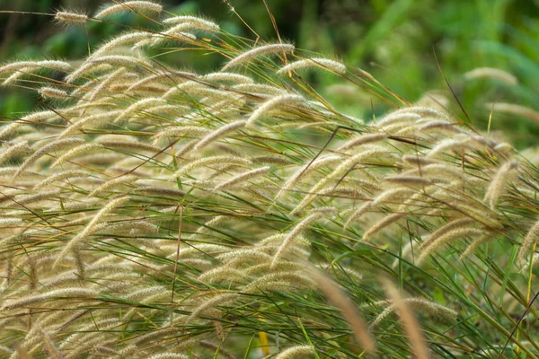 Flower grass in the forest. — Stock Photo, Image